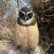 超希少・深海標本】 世界最小のサメ ツラナガコビトザメ液浸標本