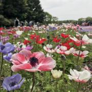 アルパカ　⭐︎断捨離中⭐︎の画像