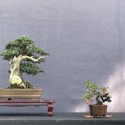 三河盆栽 杜松 盆栽 - メルカリ