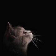 ねこ2（値下げ交渉可）の画像