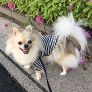 BOON 星 ムエタイパンツ キックボクシングショーツ スカート BK⑪ PR⑫ BOON 星 ムエタイパンツ キックボクシングショーツ スカート