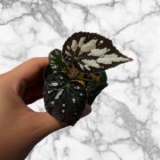 希少品種！ベゴニア・ロッキー（Begonia rockii） - メルカリ