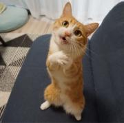 Aの画像
