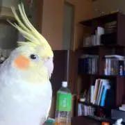 ハッシーの画像