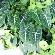 anthurium pulverulentum アンスリウム原種　養生済 原種のアンスリウム】品種紹介｜育成環境｜成長記録 | 植物属