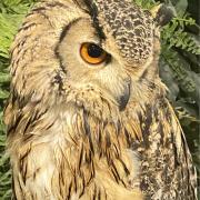 フクロウ君の画像