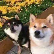 p's shibaの画像