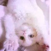 ほわいとちょこ^ω^プロフお読み下さいの画像