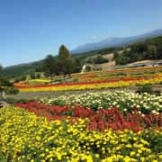 えまの画像