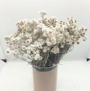 たくあんちょい長めカワラハハコ　ドライフラワー1000本+α ちょい長めカワラハハコ ドライフラワー100本+α 55 - メルカリ