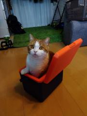 ぽぽたお丸様専用〕ベイブレードバースト卒業品ドレイン