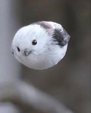 むらさきの画像