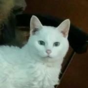 カナの画像
