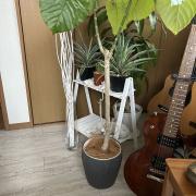 煌の画像