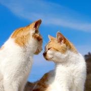 ねこの画像