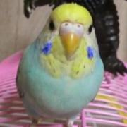 ☆ピッポ☆の画像