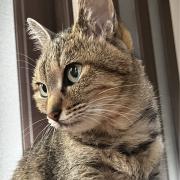 higeの画像