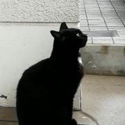月音こな タオル 「みんながほしがってたたおる」 - メルカリ
