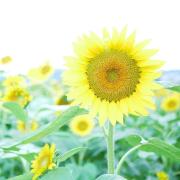 cottonの画像