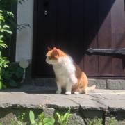 るか☆の画像
