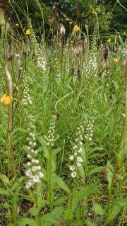 【ラッピング不可】 山野草ツクバネ開花株衝羽根 茶花 正月飾り 庭木低木しつらい 果樹