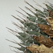 アガベ　チタノタ　シーザー　凱撒　ボール　親株　大株 アガベ チタノタ シーザー / 凱撒【RAFLUM産/発根済み/子株