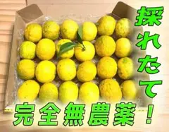 【ご購入後収穫】花柚子 無農薬