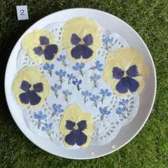 押し花 パンジーロベリア②