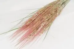Item thumbnail for item ddd27982-649f-4a30-8cbe-a1ce470147f5