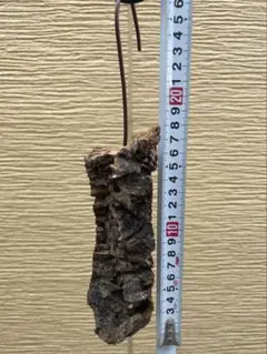 【C】　コルク樹皮　スリム約20cm
