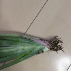 レモングラス
