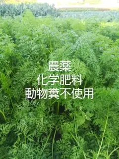 自然栽培で育てた人参の葉250g