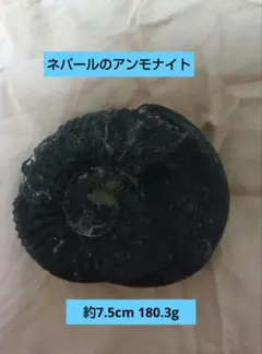 アンモナイト（ネパール産）大 6ca71d4ebe93b1405c157b9f4fda2e