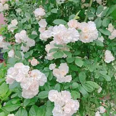 人気つるバラ 群星 ⭐︎挿し木 ⭐︎小さい苗 ⭐︎可愛いホワイトローズ