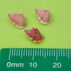 貝殻No609
