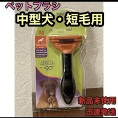 Item thumbnail for item 99d0ca38-a95a-427b-8701-af5eaabddce0