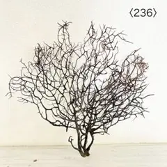 ウミウチワ〈236〉