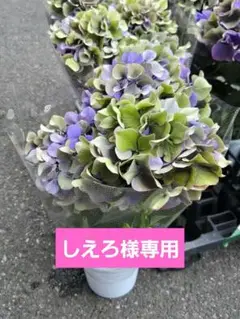 福岡県鬼木様の紫陽花☆ハイドランジア☆筑紫路風車☆8号鉢☆超希少☆ 2025年最新】筑紫路風車の人気アイテム - メルカリ