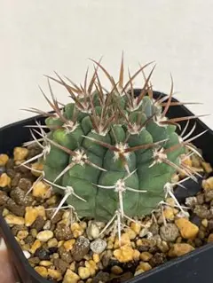 ギムノカリキウム 太刺 狂刺 バッテリー - メルカリ