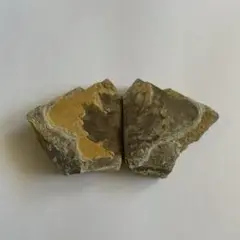 化石 葉 植物