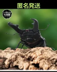 ヒラタクワガタ いきもの大図鑑 くわがた06 フィギュア　生き物大図鑑　ガチャ