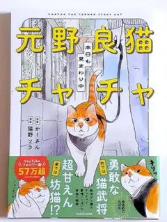 元野良猫チャチャ　本日も見まわり中
