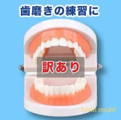 訳あり品❣️ 歯の模型 歯磨きの練習 モンテッソーリ 歯医者 知育玩具 幼児教育