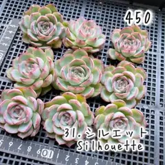 シルエット 多肉植物 韓国苗 エケベリア まとめ売り