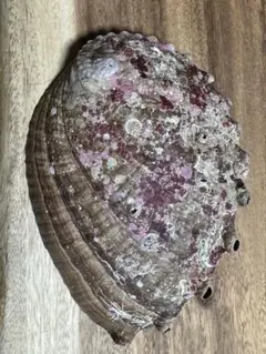 黒鮑　殻