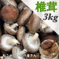 朝採れ新鮮しいたけ大小いろいろ3キロ以上 箱にいっぱい80サイズ