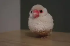 クリーム文鳥【小鳥ぽんぽん】