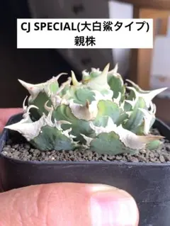 お*ち様 穿山甲　アガベ子株 アガベ チタノタ 