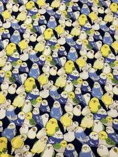 セキセイインコ　文鳥　オックス生地