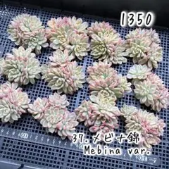 ラストです‼️ メビナ錦 多肉植物 韓国苗 エケベリア